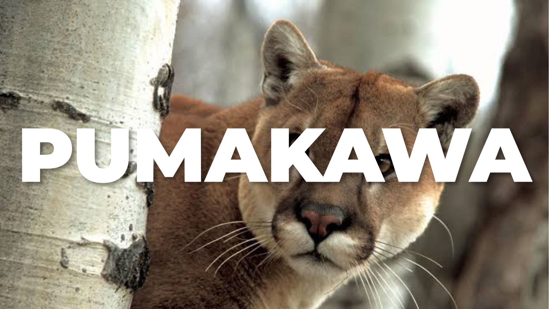 PUMAKAWA