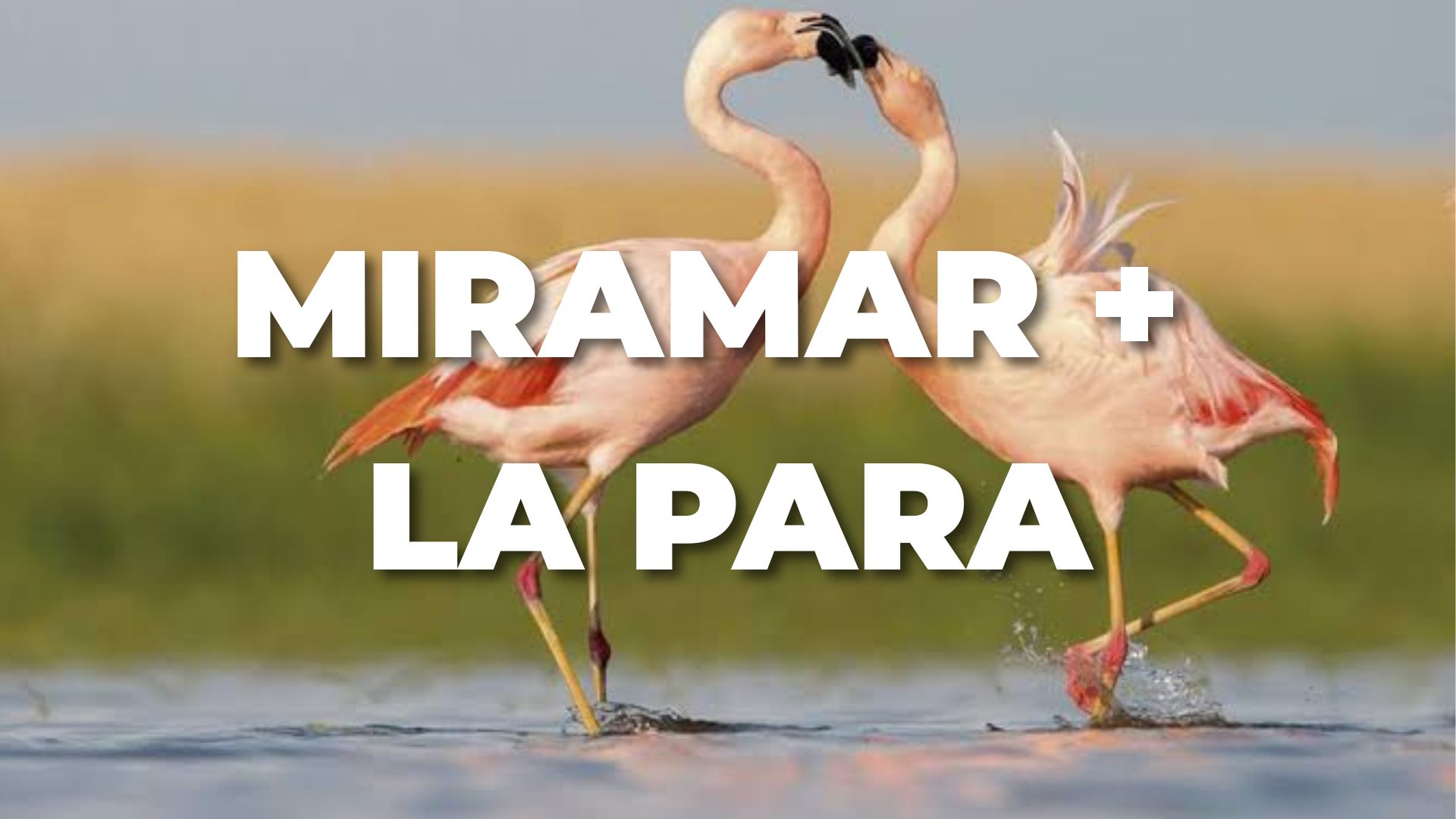 MIRAMAR Y LA PARA