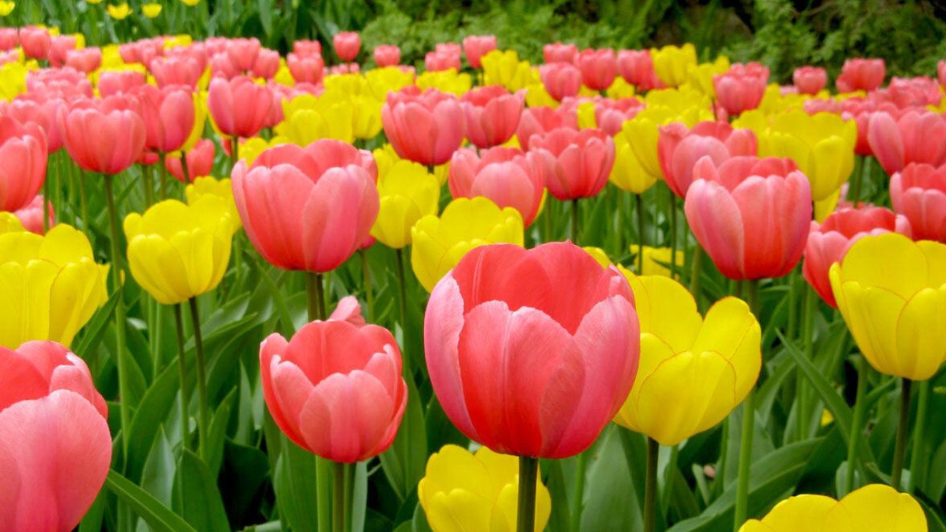 Campo de Tulipanes y Embalse