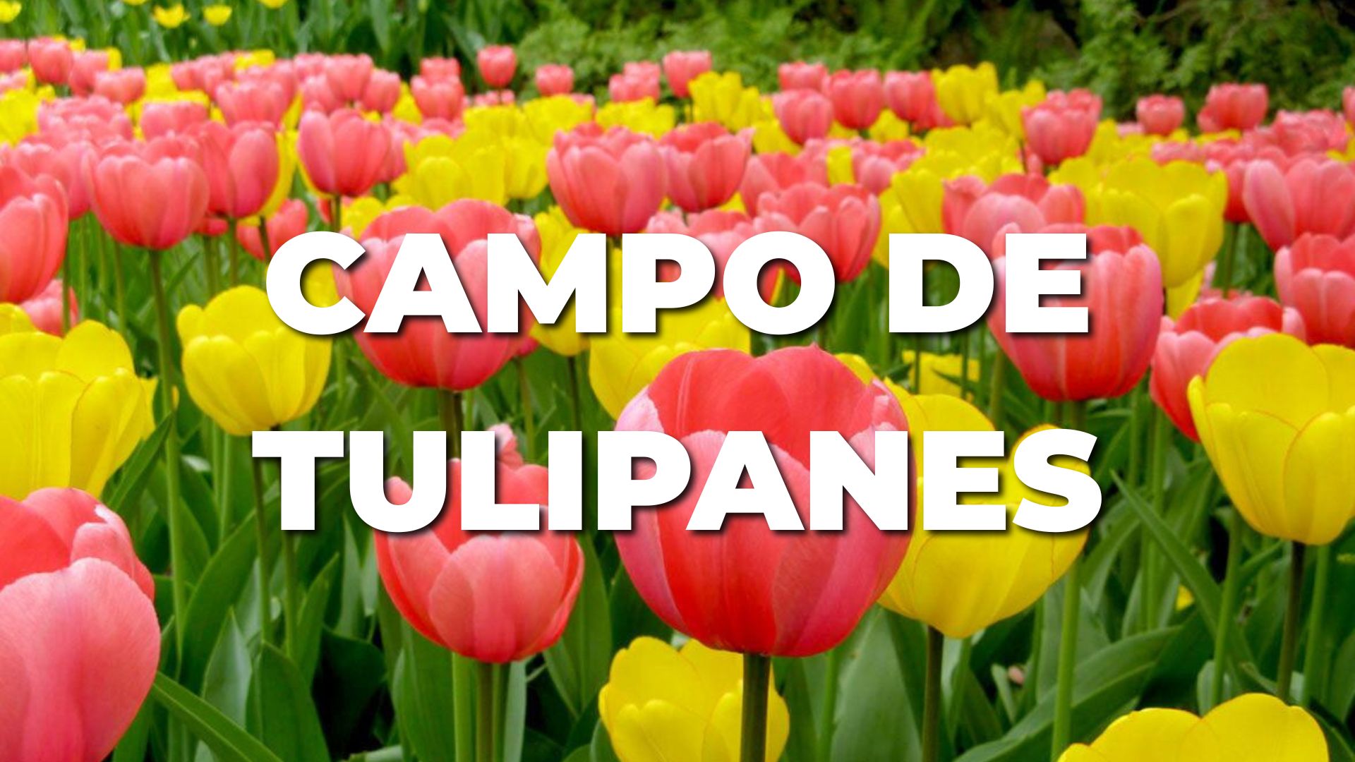 CAMPO DE TULIPANES