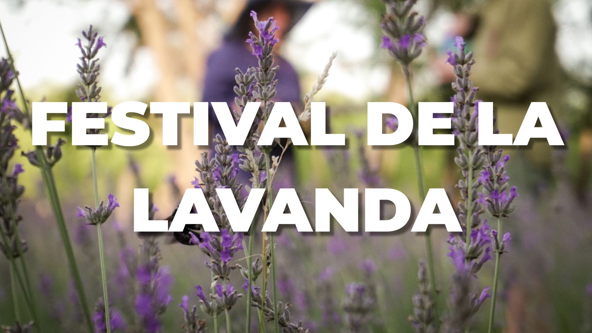 Festival de Lavanda - Villa General Belgrano