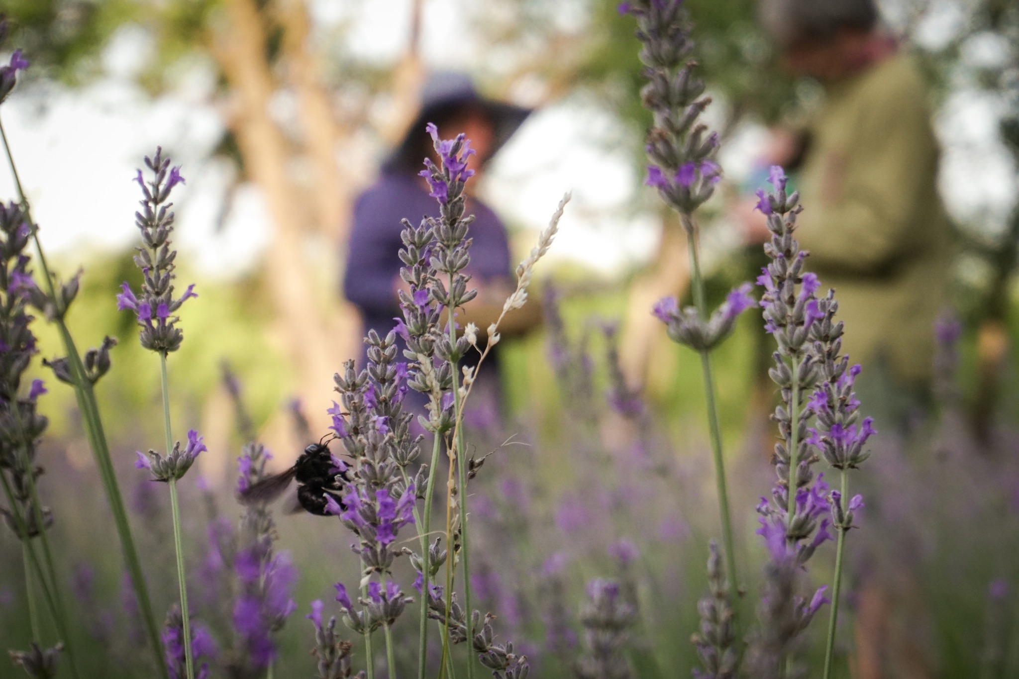 Festival de Lavanda - Villa General Belgrano