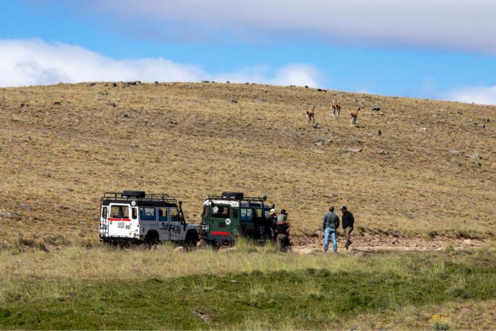 Safari Experience