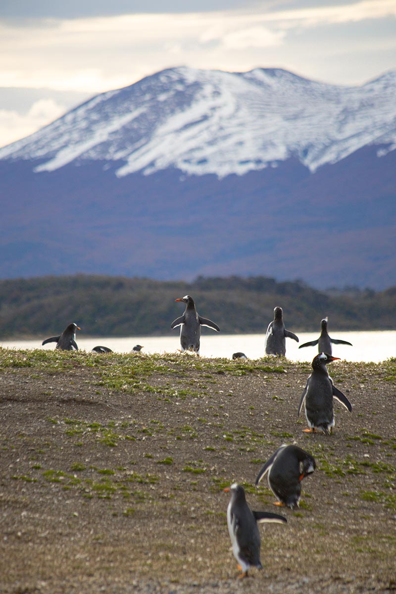Navegación Canal Beagle - Pinguinera